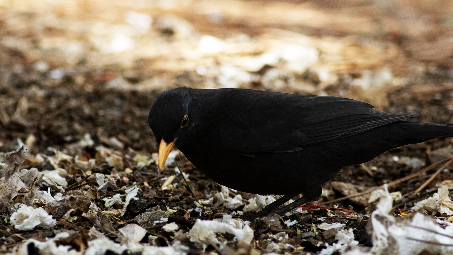 Eurasian Blackbird